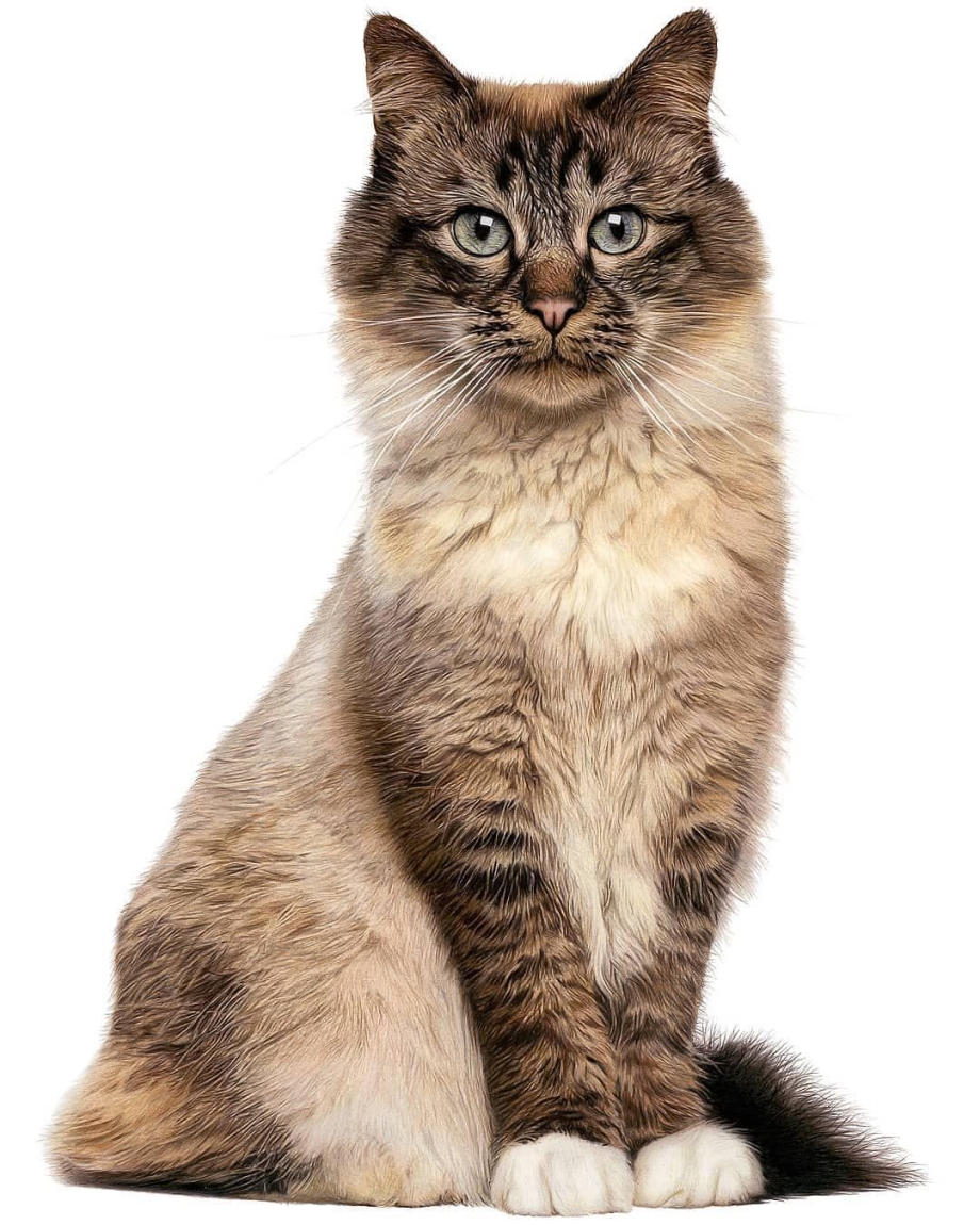 Белая кошка сидит