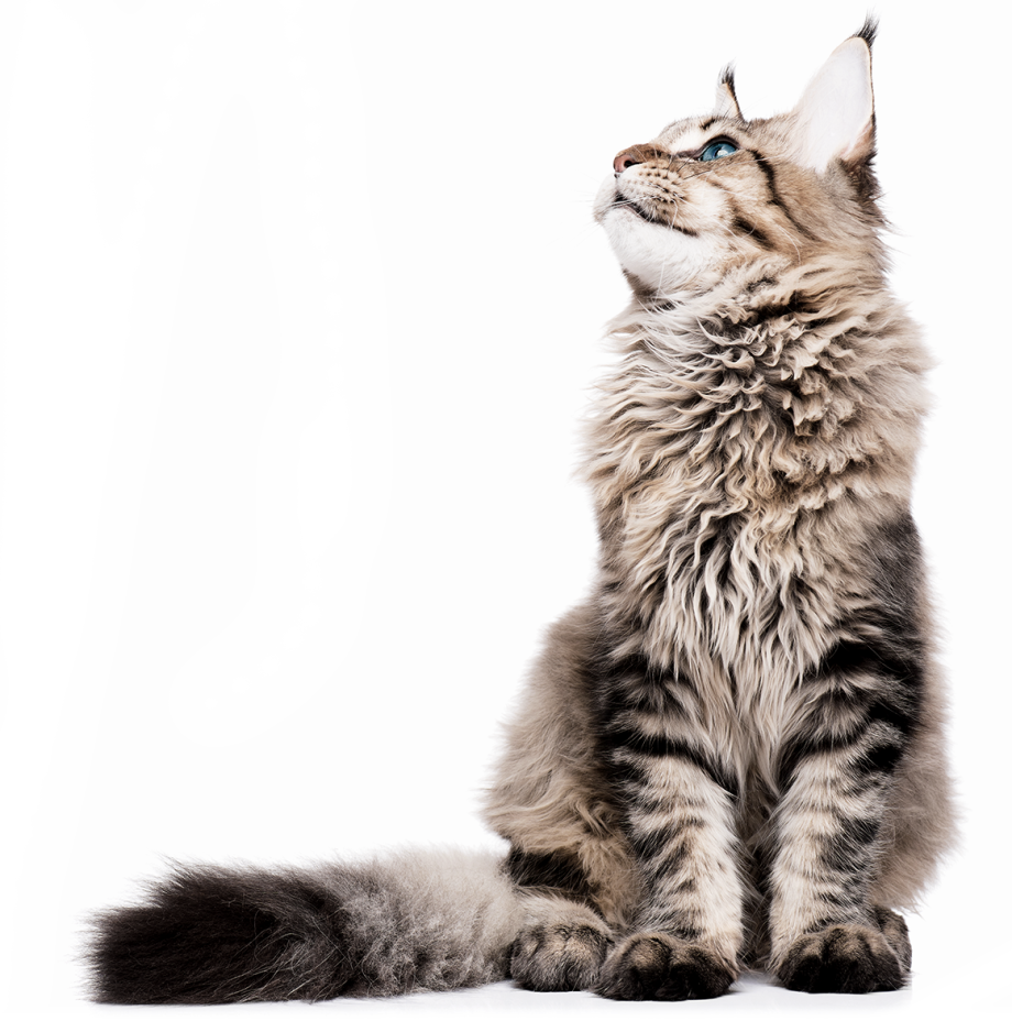 Кошки майкуны