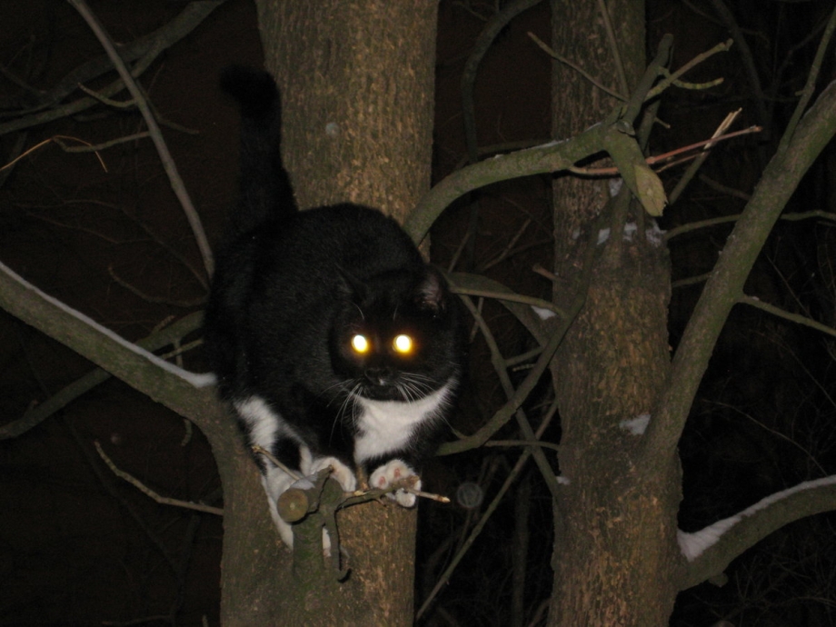 Кот с горящими глазами