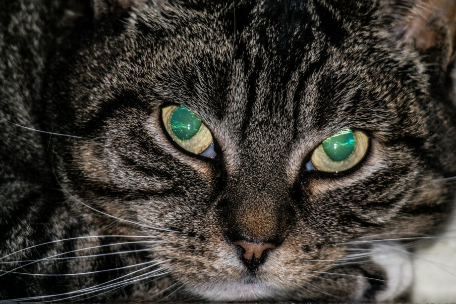 Кошачий глаз