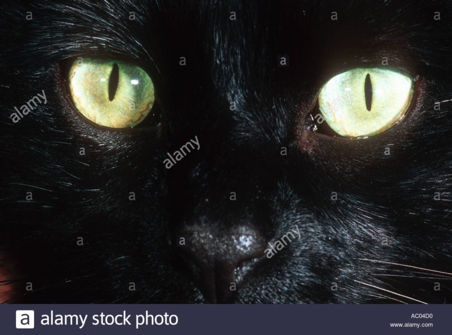 Светящиеся кошачьи глаза