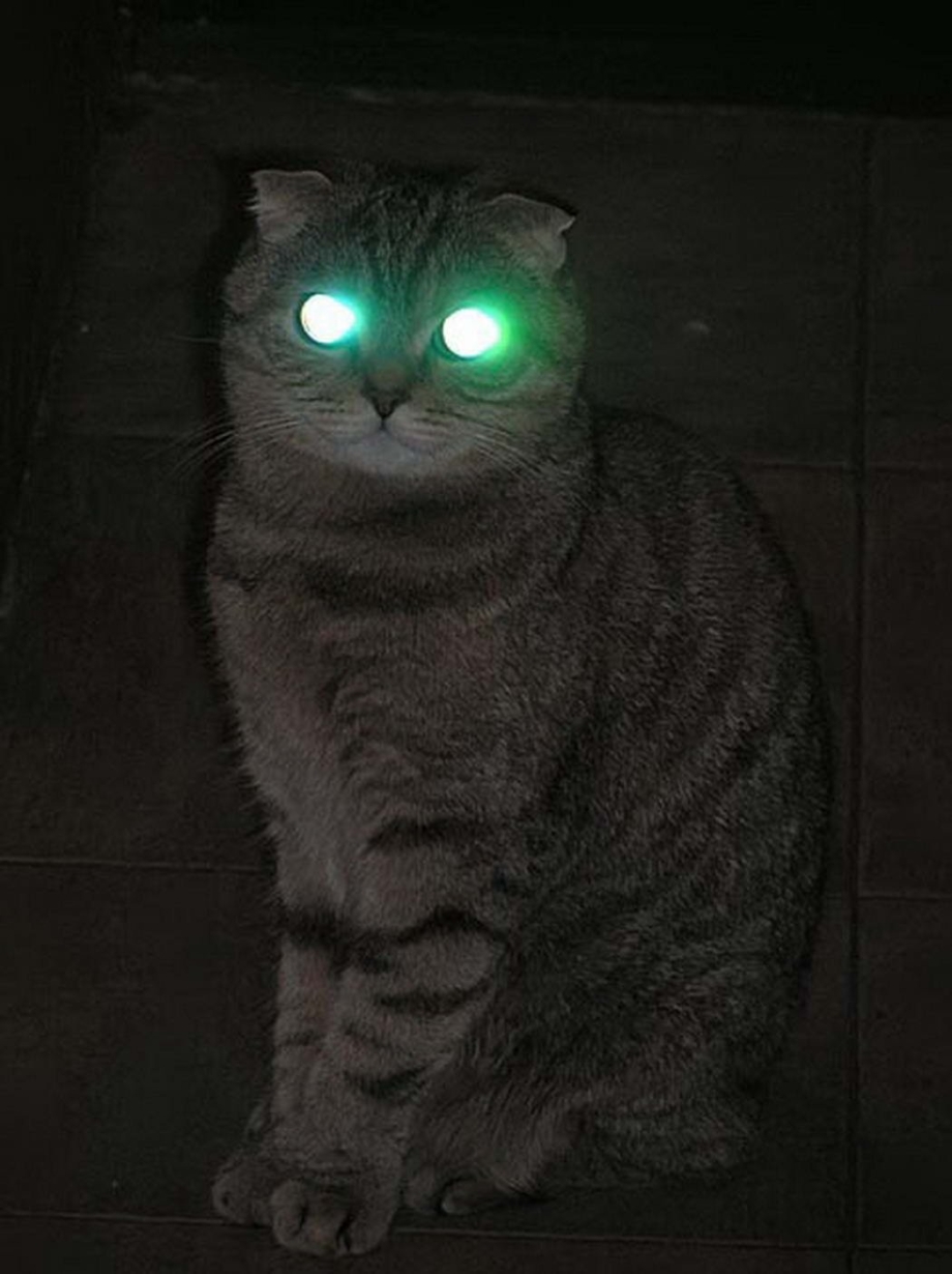 Кот со светящимися глазами