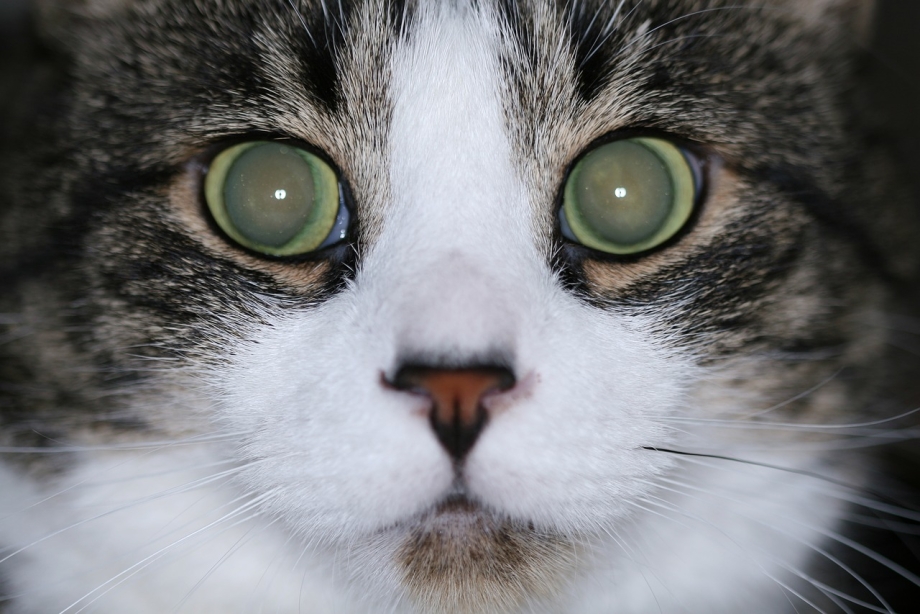 Глаза кошки