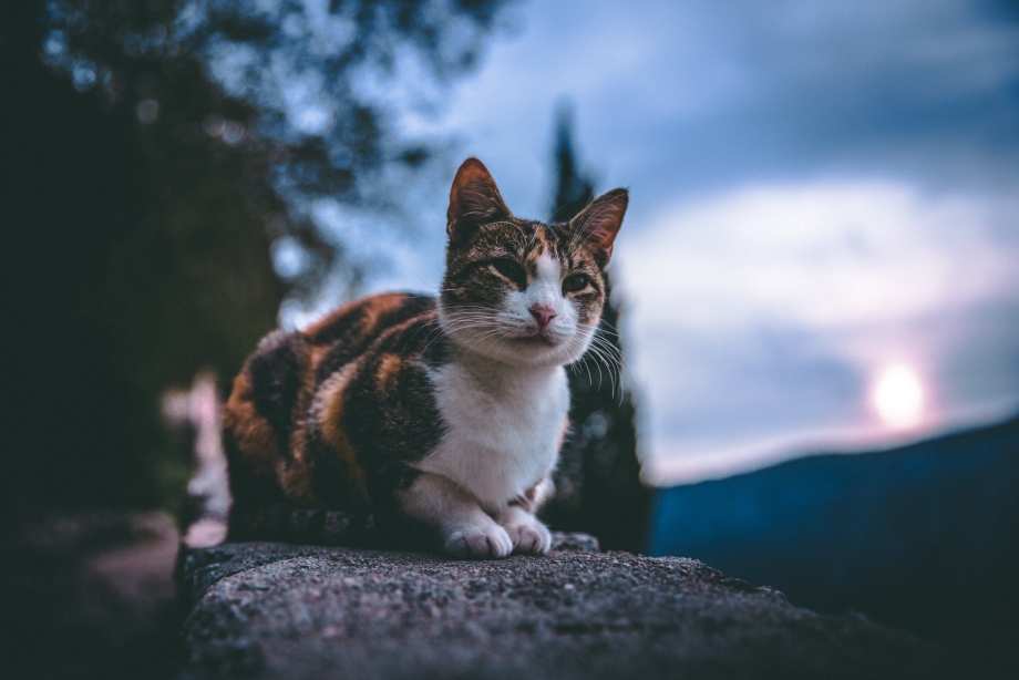 Увеит иридоциклит у кошек