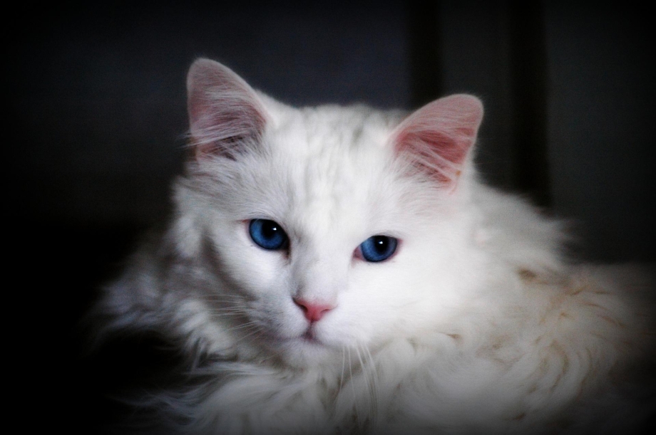 Белая ангорская кошка