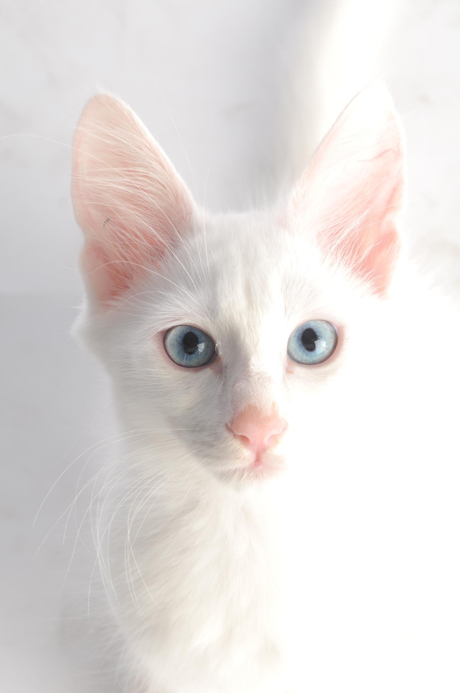 Ангорская кошка