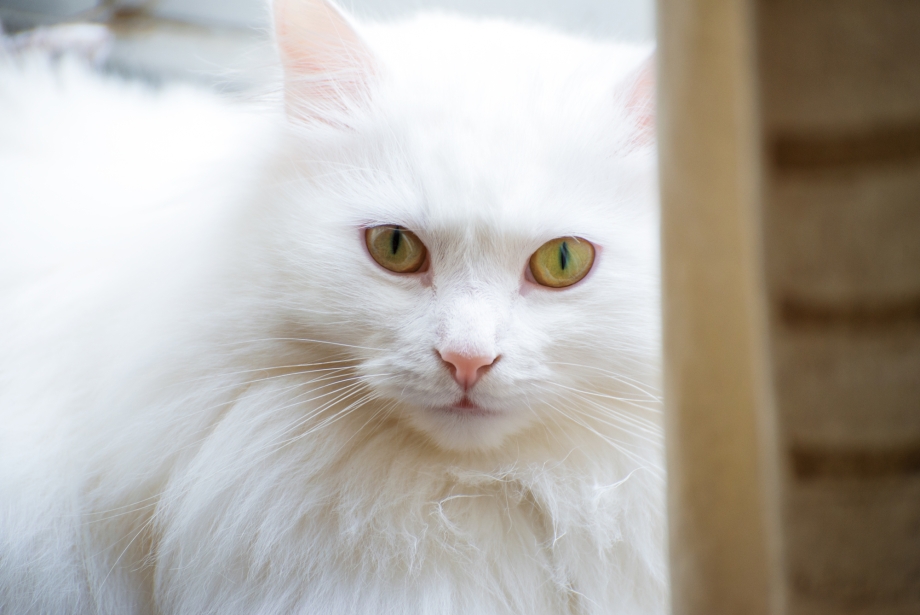 Коты турецкая ангора