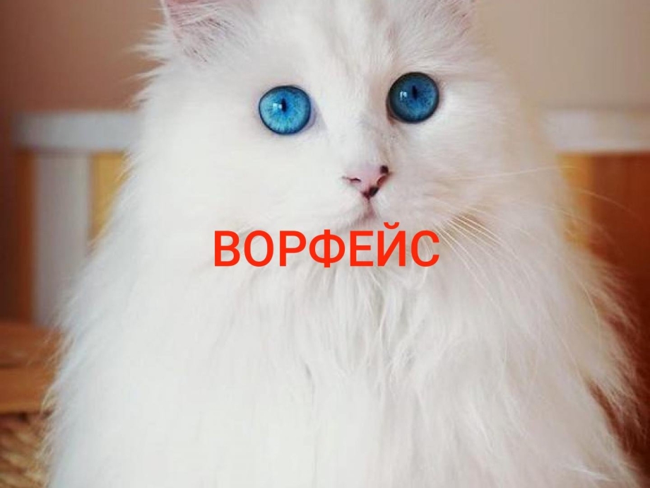 Турецкая ангора кошка разноглазая