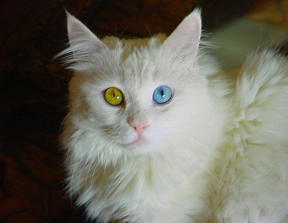 Кот гетерохромия