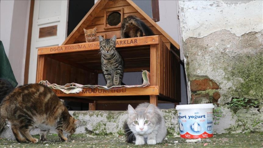 Кошка чертеж на дереве