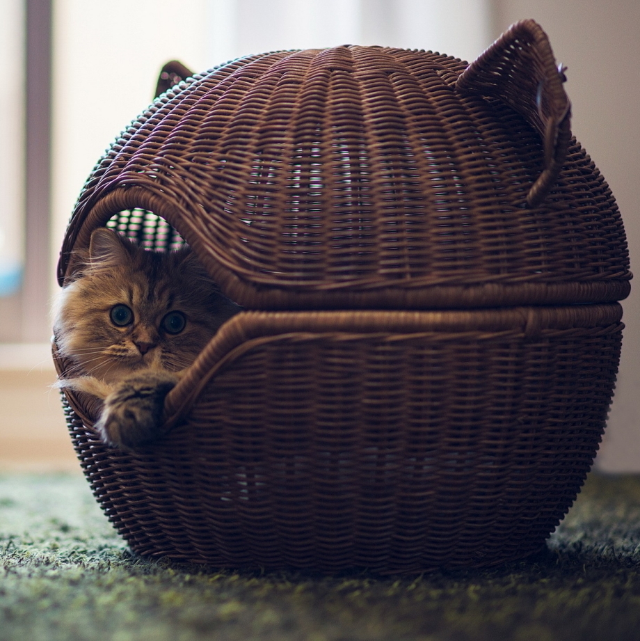 Кот путешественник