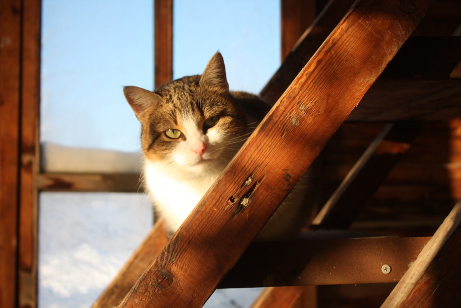 Коты Аллы Лебедевой
