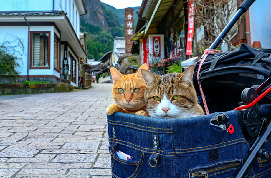 Котенок на крыше
