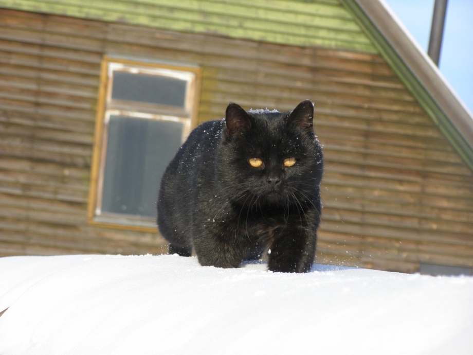 Wooden Cat мебель для кошек