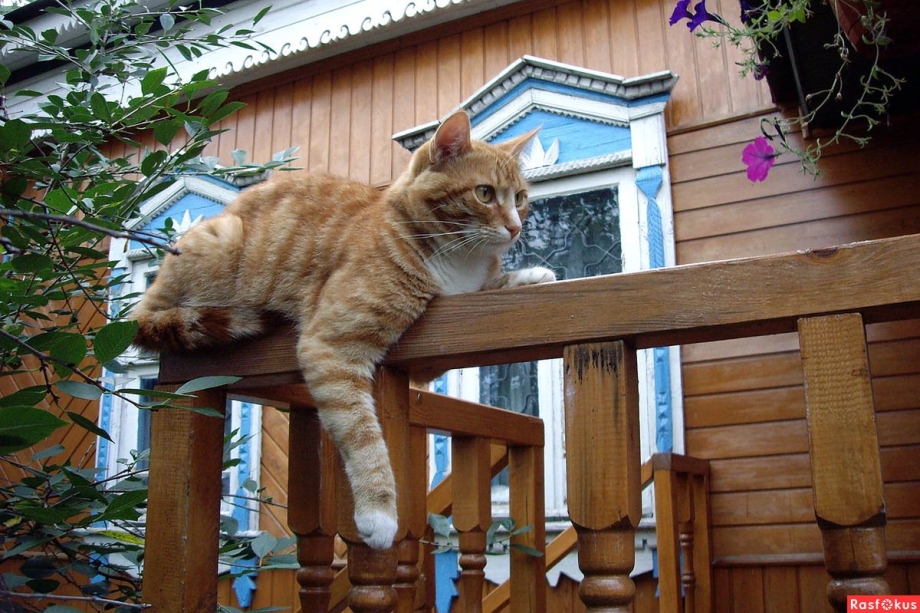 Кот на заборе