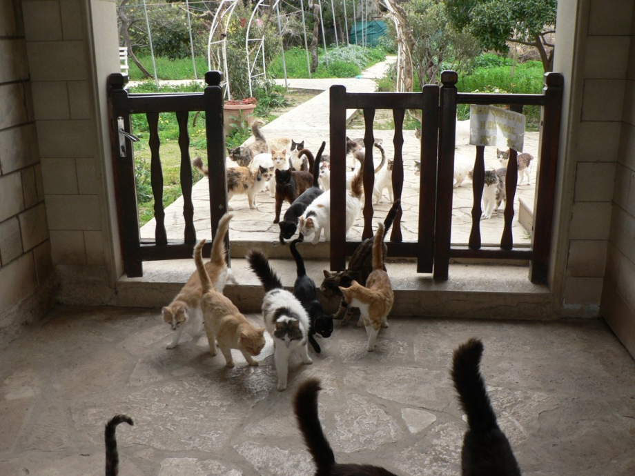 Кошка на скамейке
