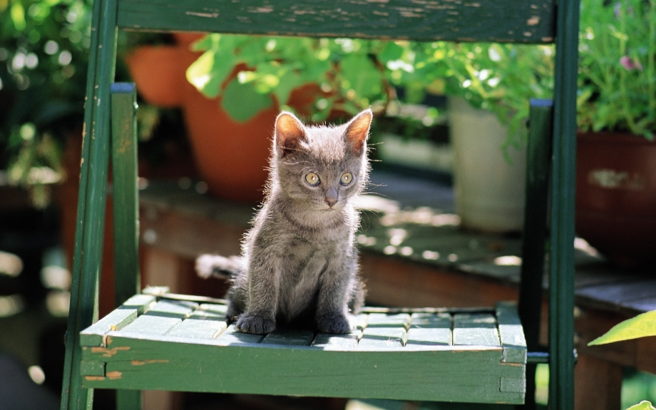 Кот путешественник