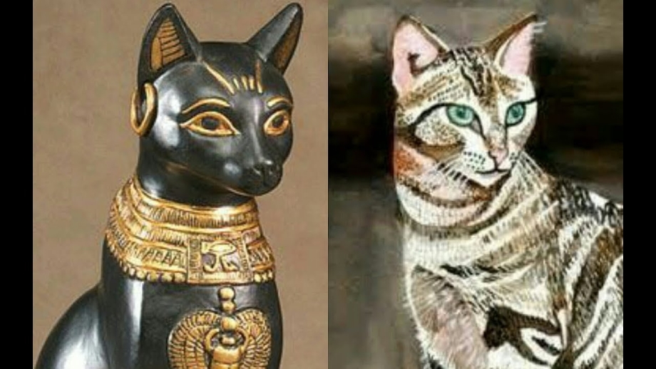 Кот сфинкс фараон