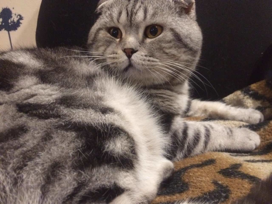 Мраморный шотландский кот вислоухий