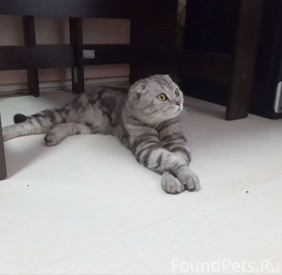 Скоттиш фолд мрамор на серебре