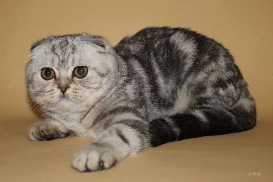 Шотландская вислоухая кошка мраморная серая