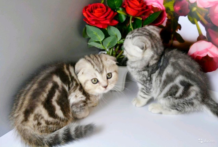Шотландские мраморята