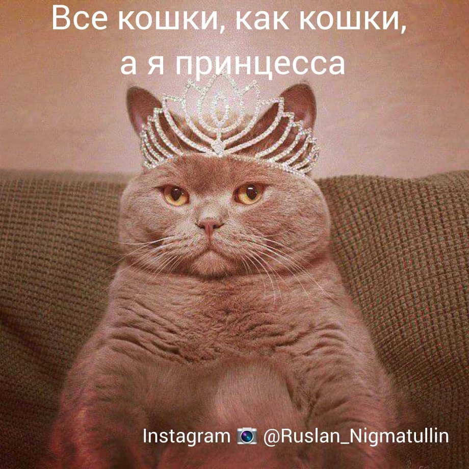 Кот в короне