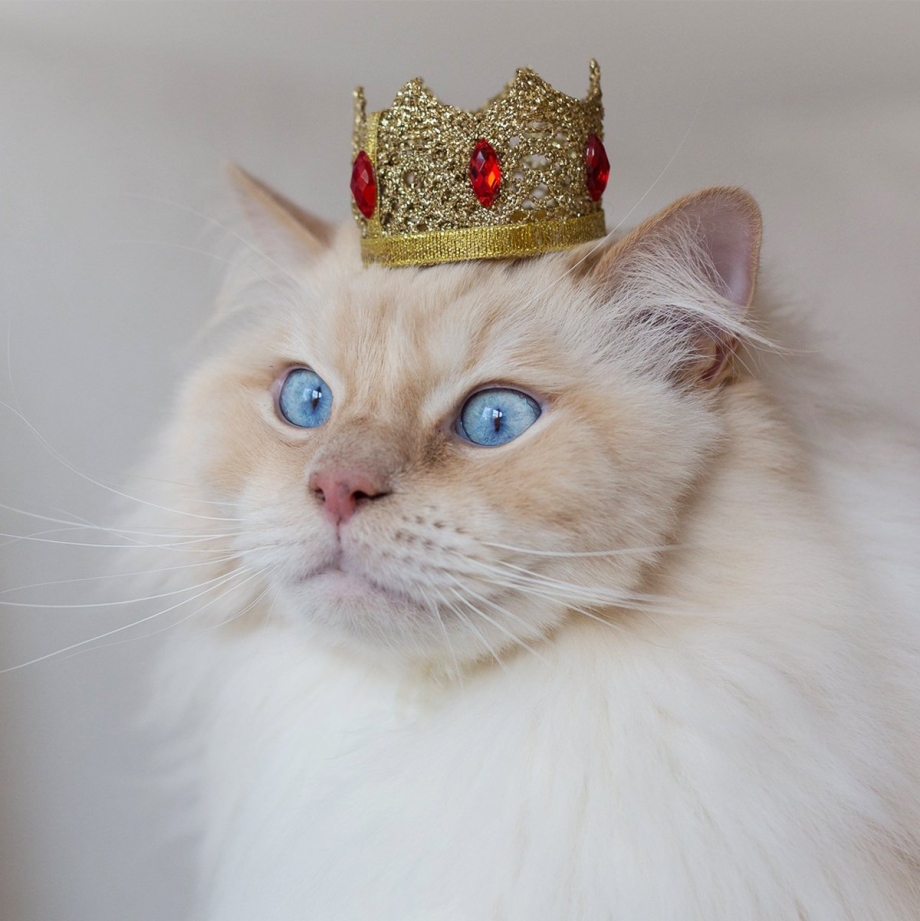 Английская Королевская кошка