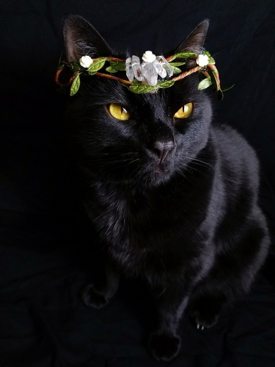 Черный кот в короне