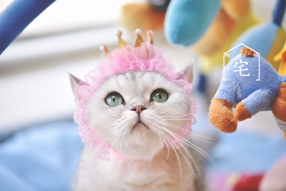 Кошка с короной на голове
