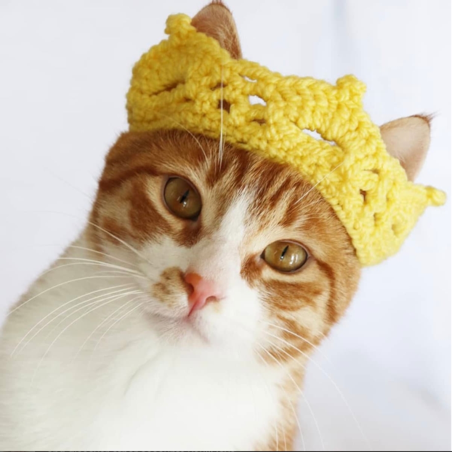 Рыжий кот в короне