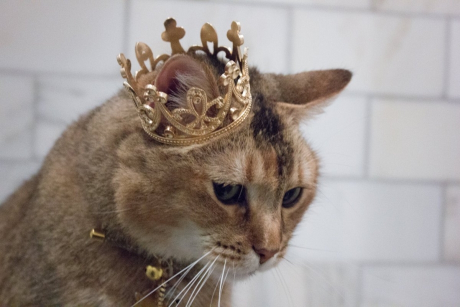 Кошечка с короной