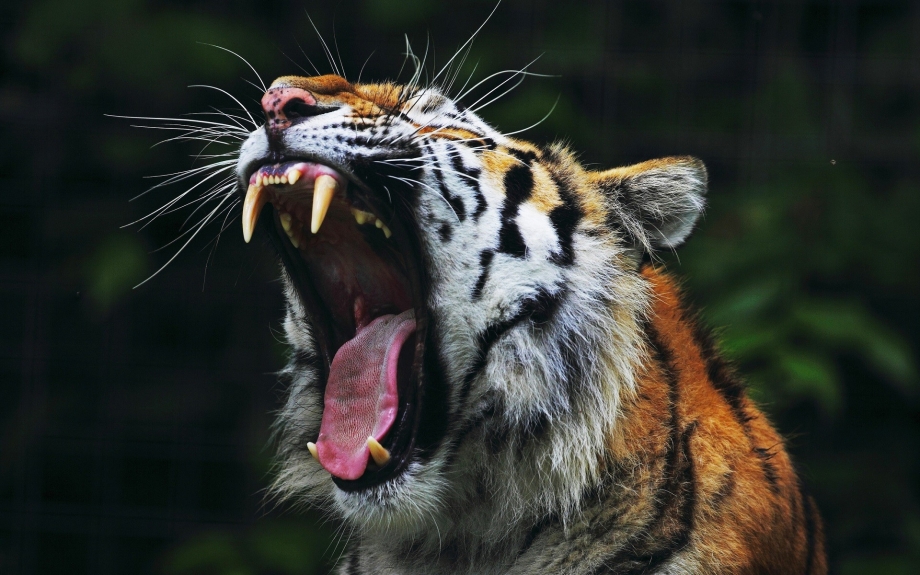 Белый тигр (the White Tiger)2020 фильм