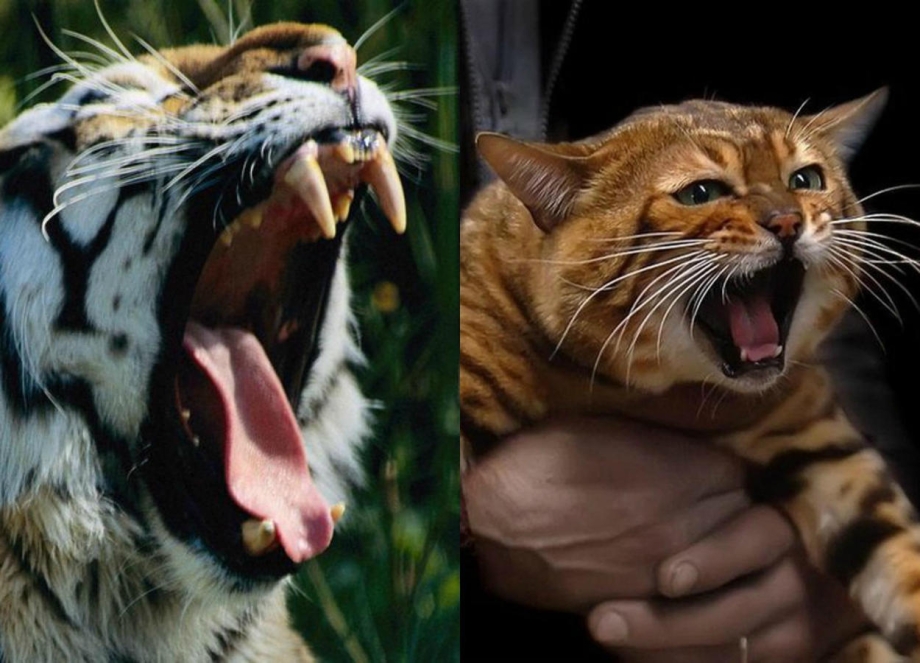 Кошка с открытым ртом