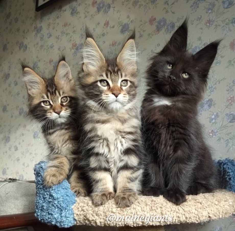 Камышовый Мейн кун