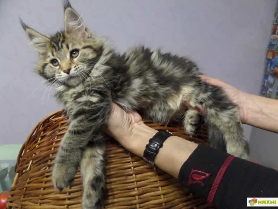 Смесь мейкуна с бенгальским
