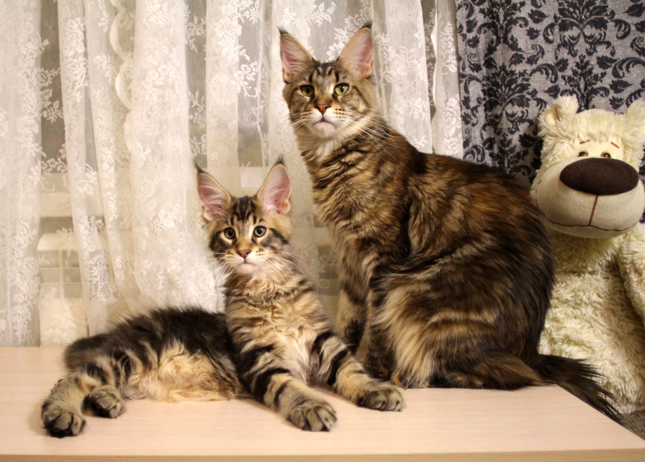 Кот Мейн кун
