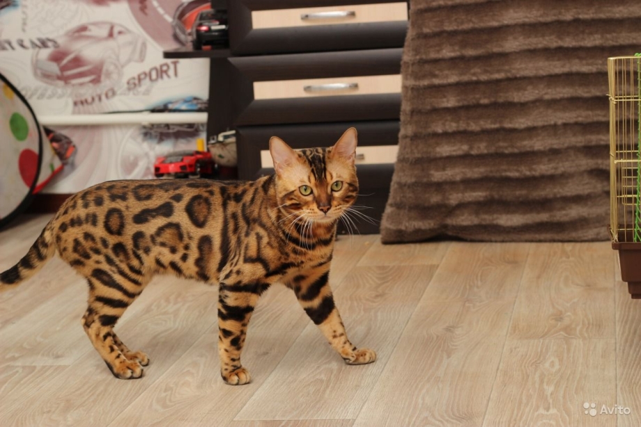 Solroyals Gucci бенгальский кот