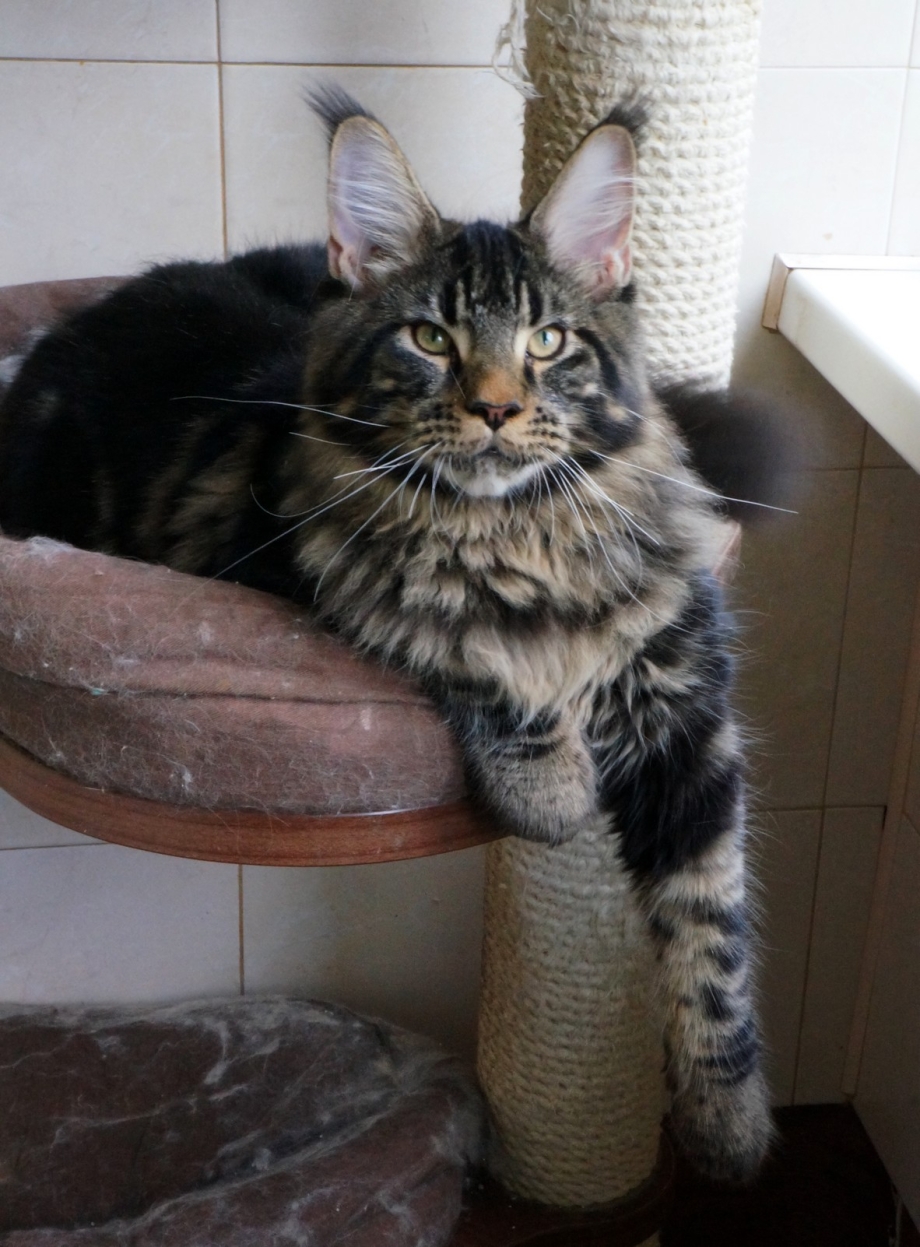 Котята Мейн кун метисы