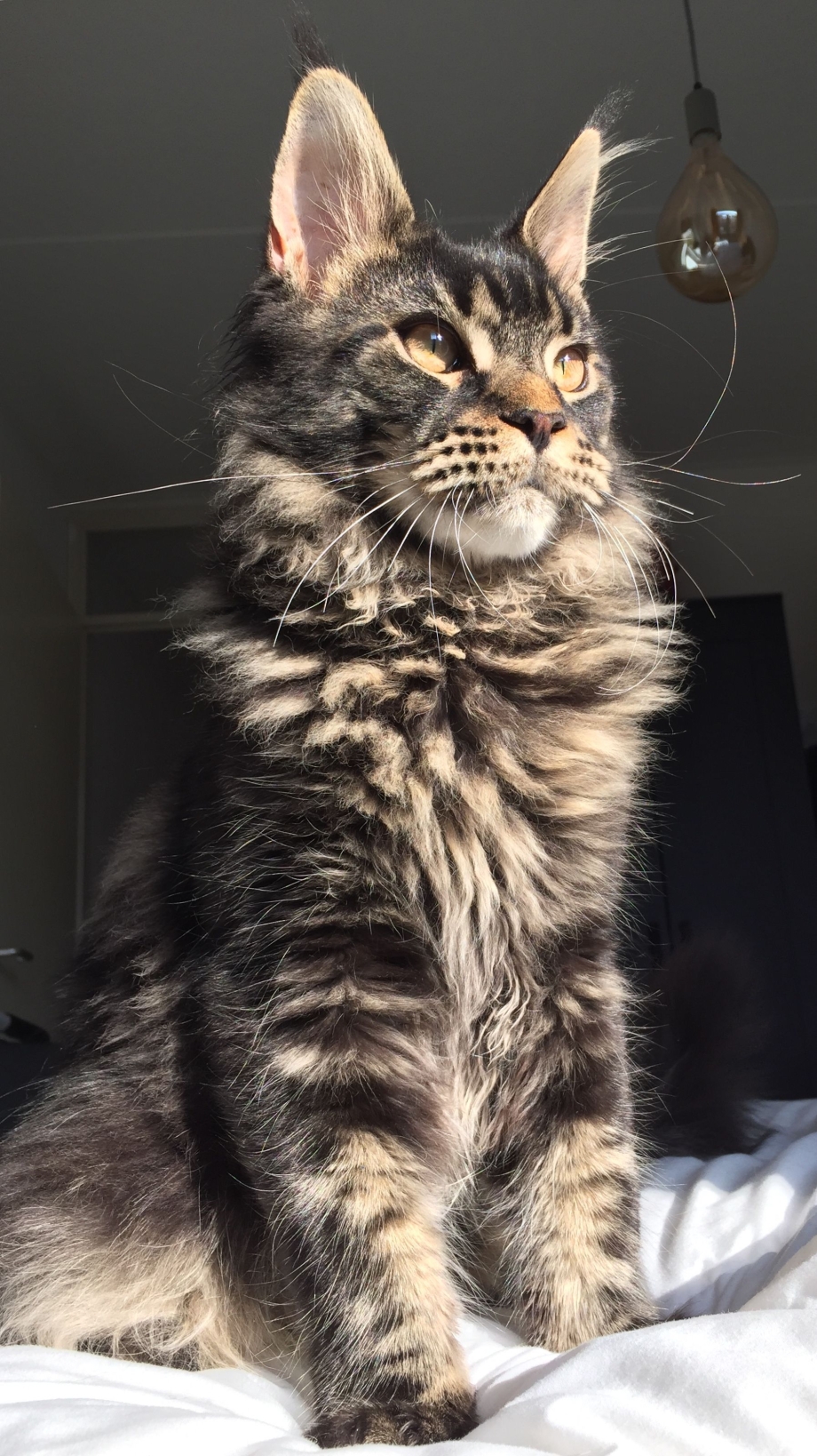 Кошка Мазда