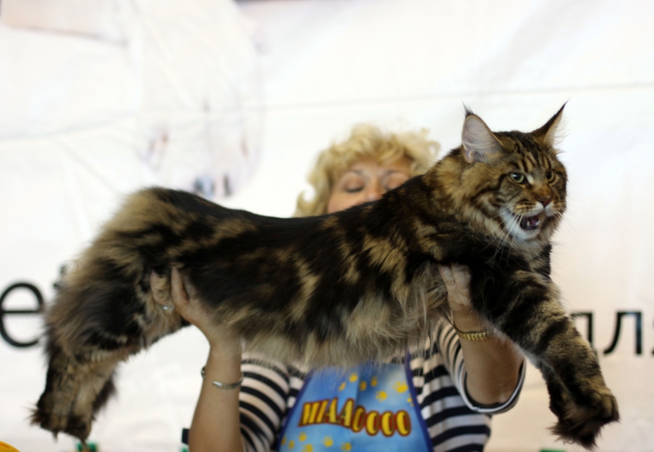 Кошка Мейн кун короткошерстный