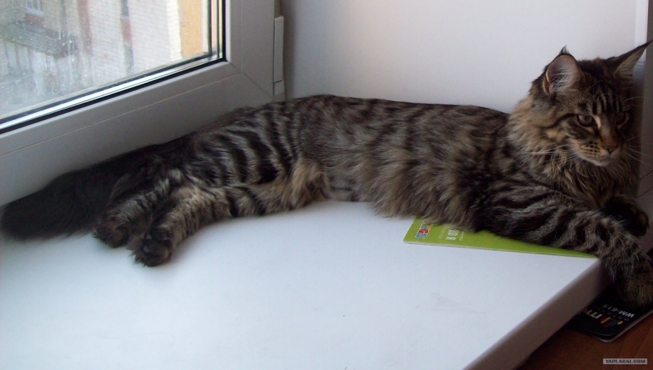 Котята Мейн кун и шотландец