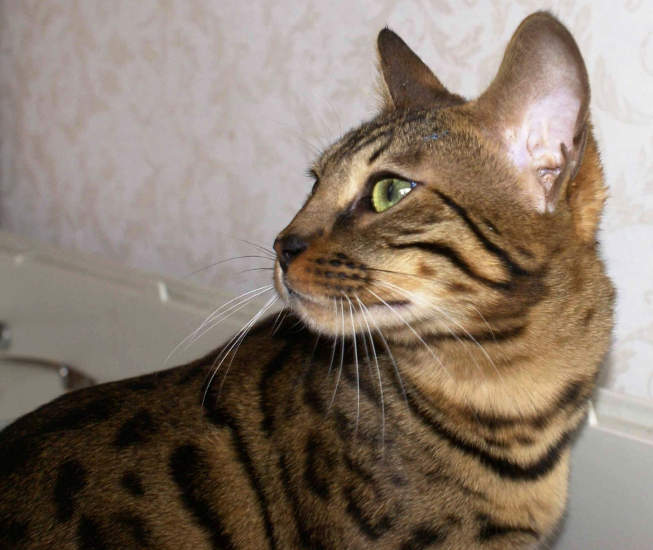 Котята Мейн кун