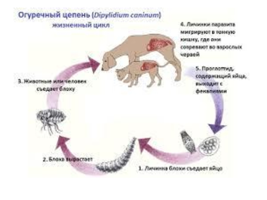 Ctenocephalides Felis