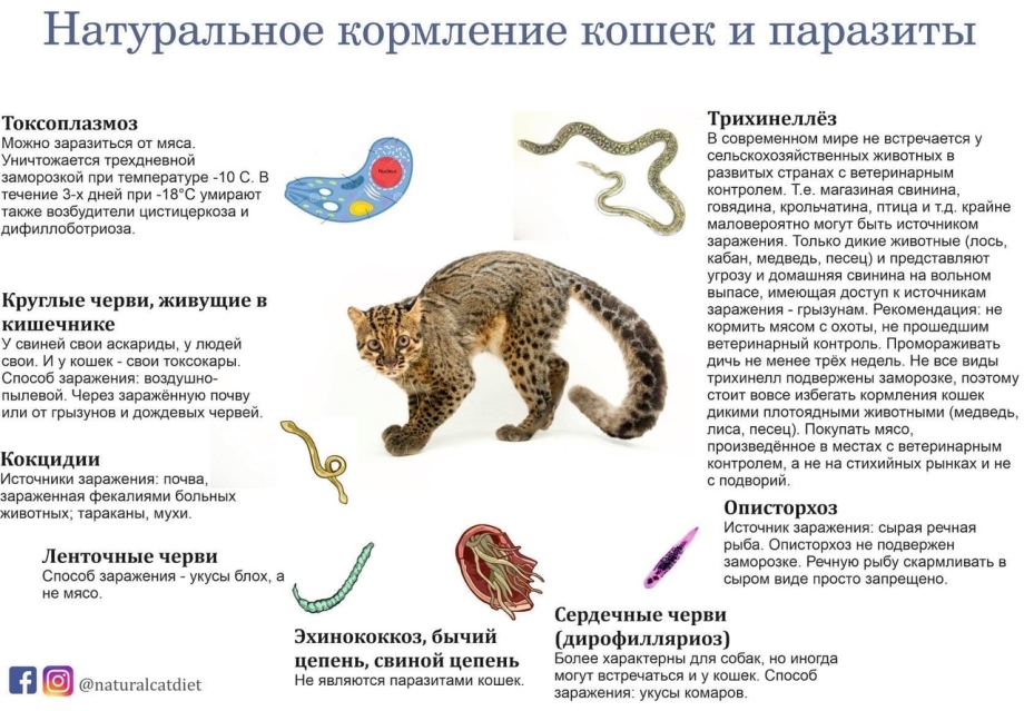 Глисты и антибиотики у кошек