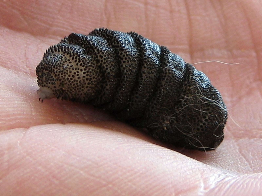 Аскарида человеческая Ascaris lumbricoides