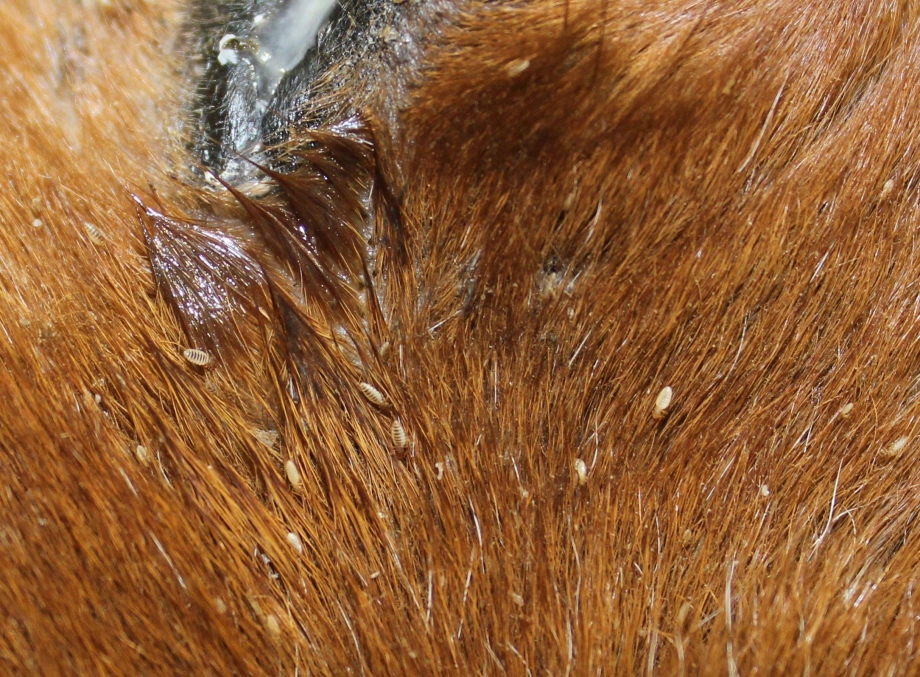 Ctenocephalides Felis