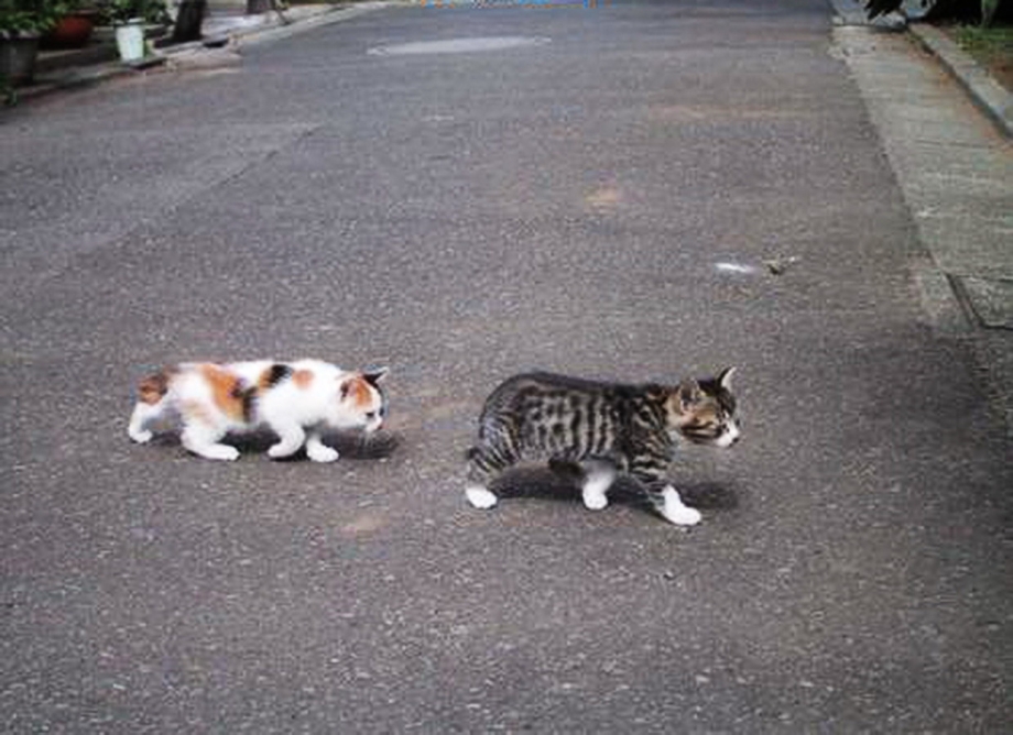Держит котенка