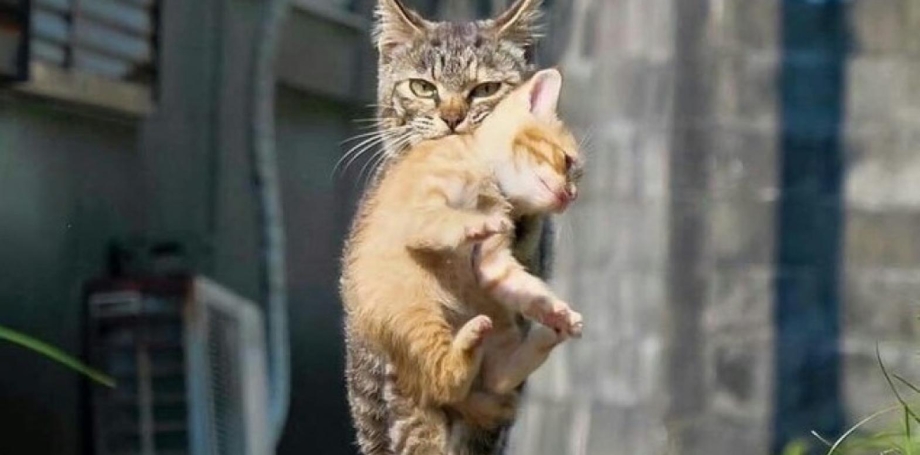 Кошка несущая котёнка картинка