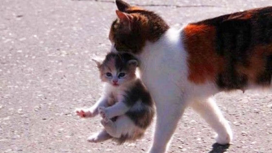 Кот с рыбой в зубах